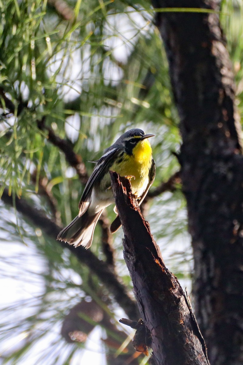 Bahama Warbler - ML614567732