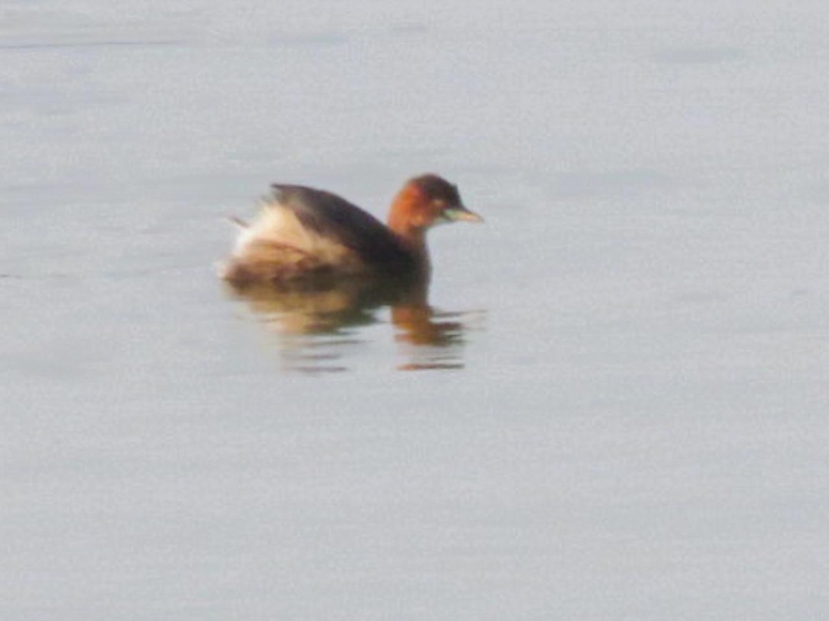 Little Grebe - ML614567747