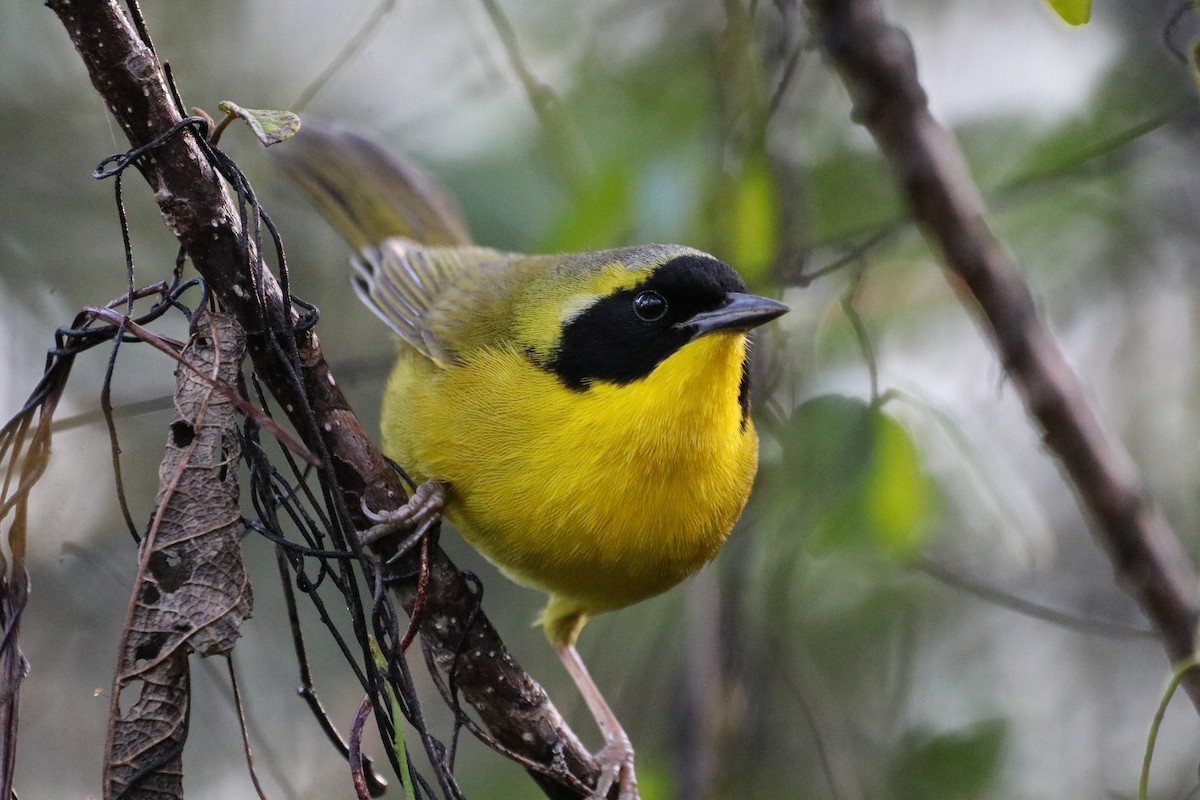 Bahama Yellowthroat - ML614567779