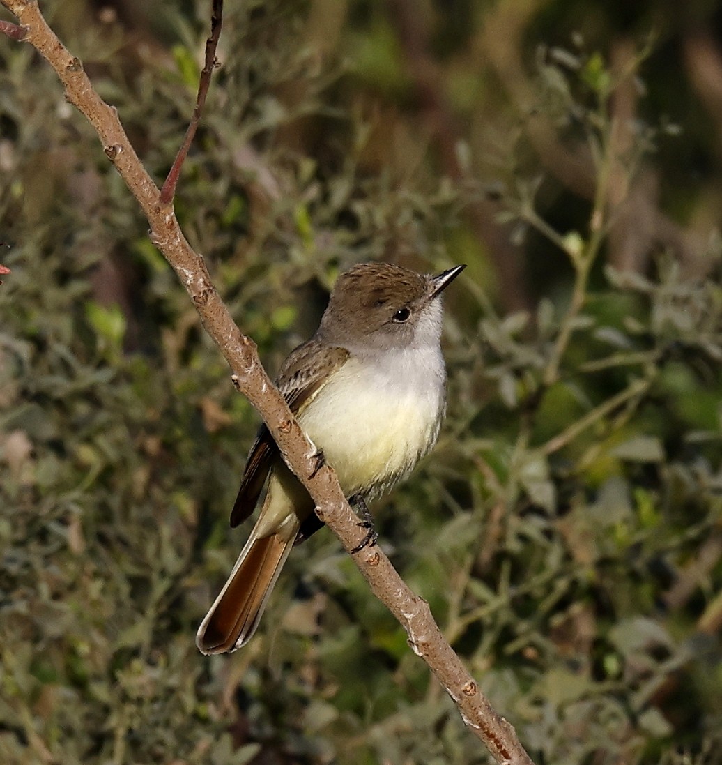 Ash-throated Flycatcher - ML614567802