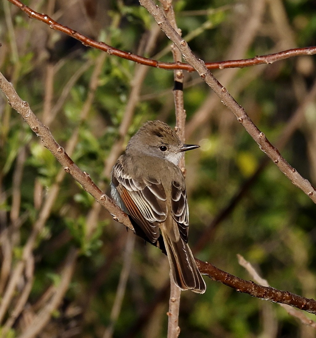 Ash-throated Flycatcher - ML614567803