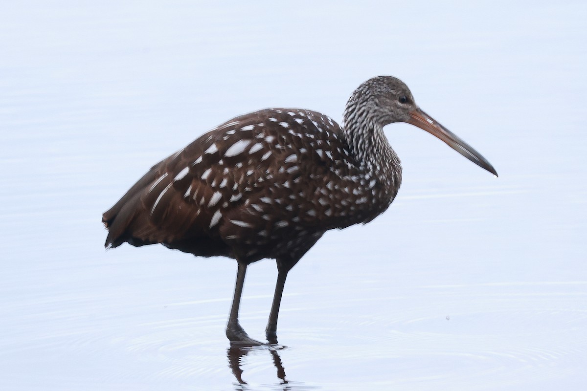 Limpkin - Glenn Mitchell