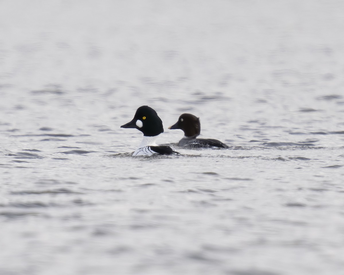 Common Goldeneye - ML614567816