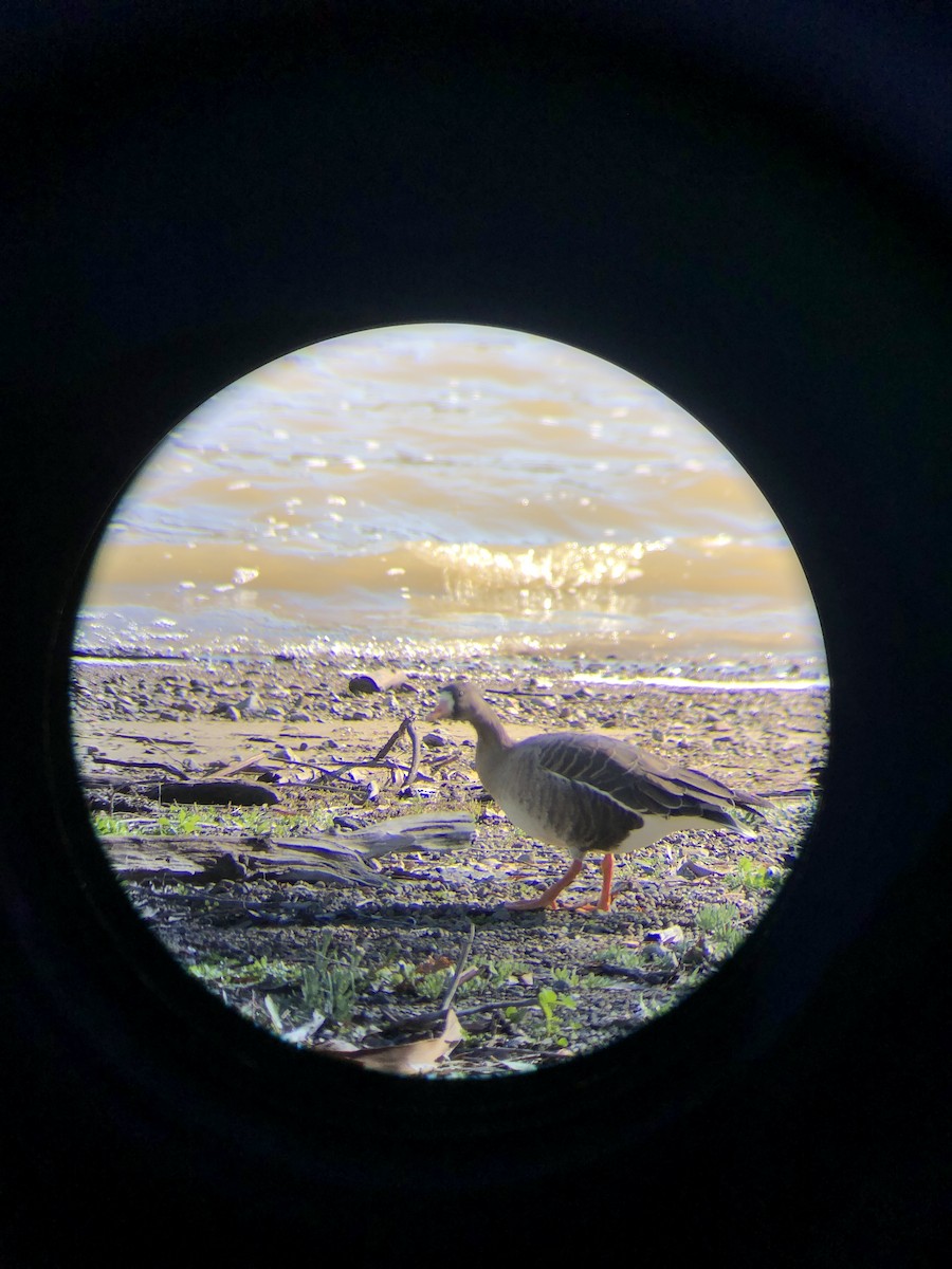 Greater White-fronted Goose - ML614567820