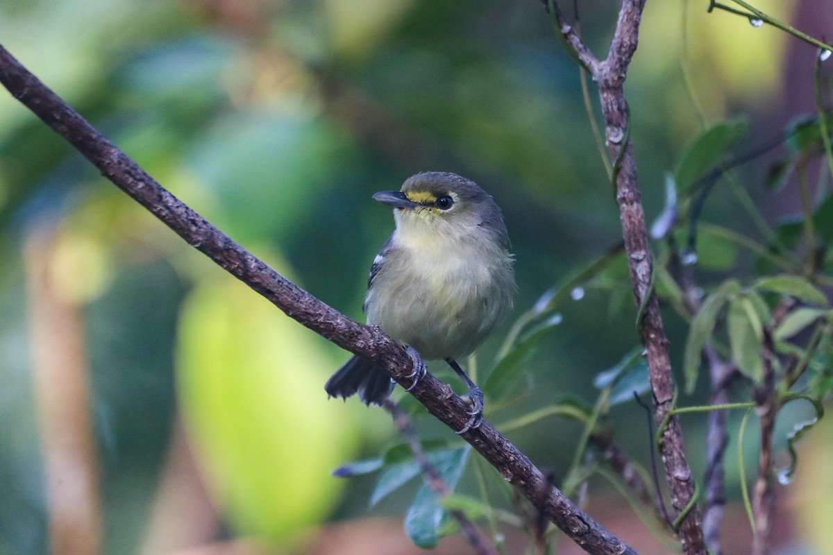 Thick-billed Vireo - ML614567832