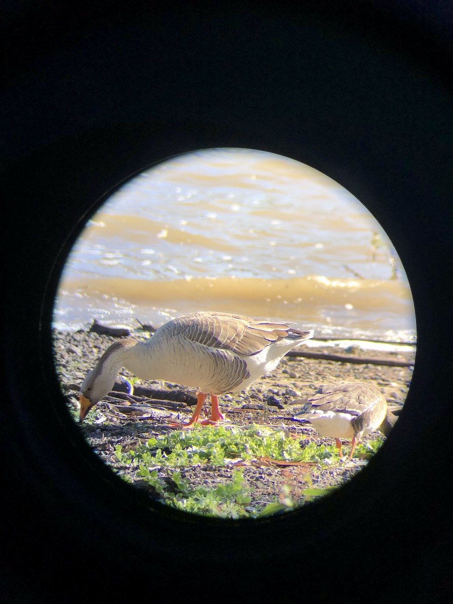 Domestic goose sp. (Domestic type) - ML614567837