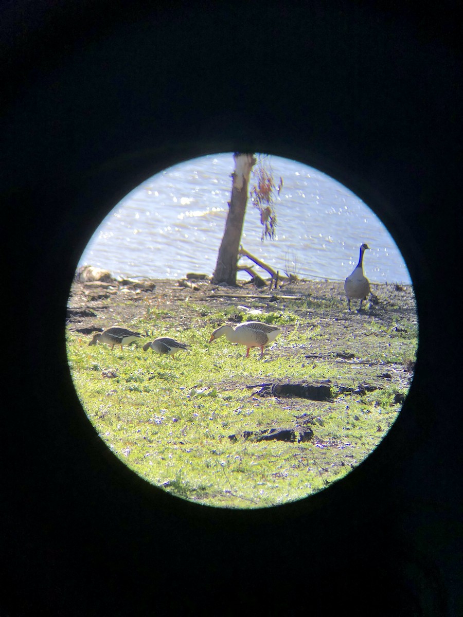 Greater White-fronted Goose - ML614567860