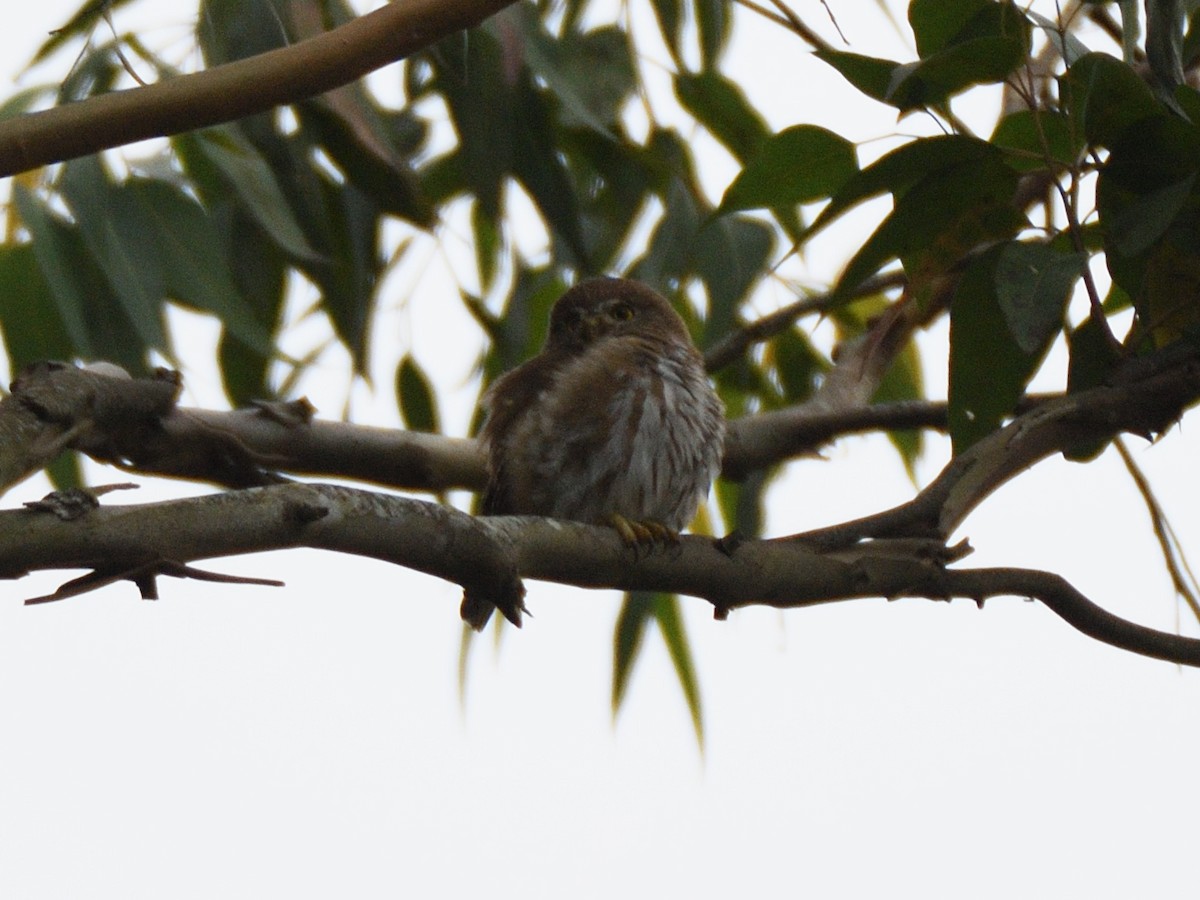 Northern Pygmy-Owl (Guatemalan) - ML614567902
