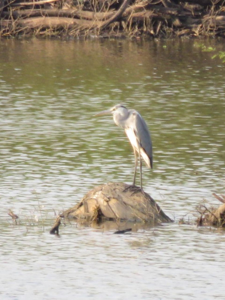 Gray Heron - ML614567977