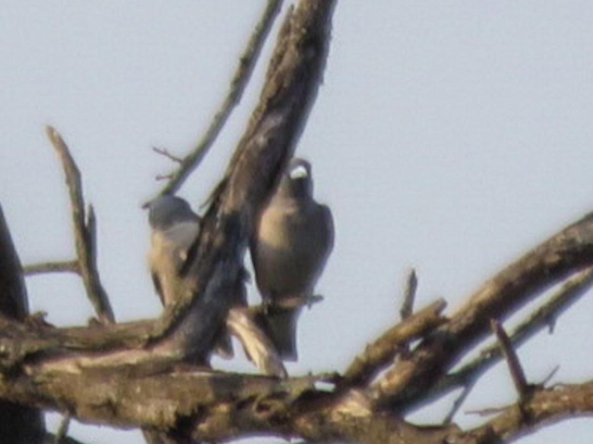 Ashy Woodswallow - ML614567989