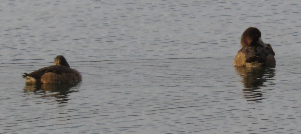 Lesser Scaup - ML614568016