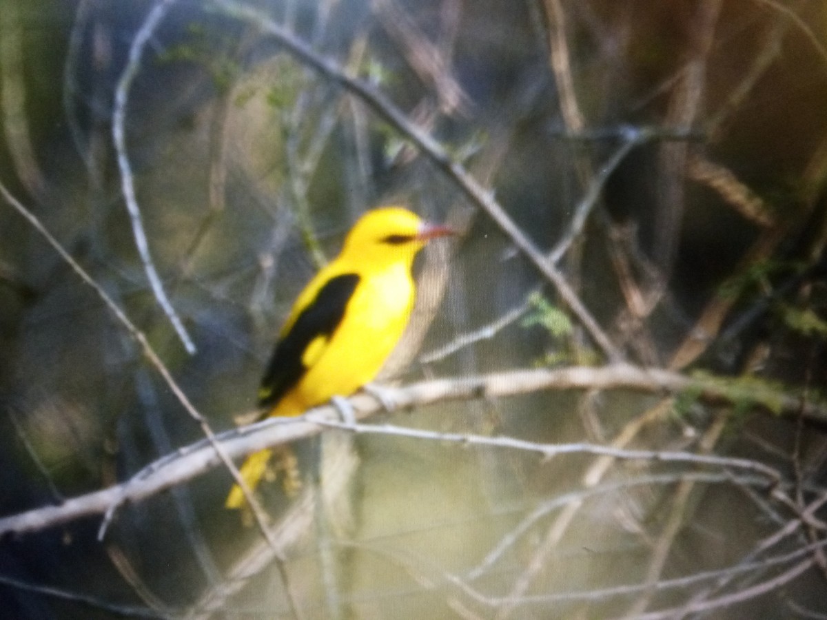 Indian Golden Oriole - ML614568059