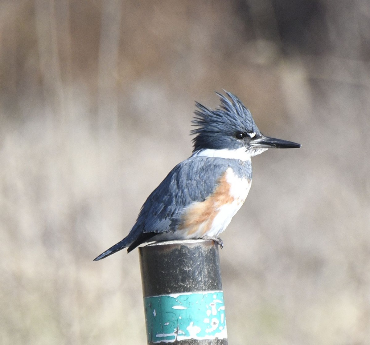 Belted Kingfisher - ML614568198
