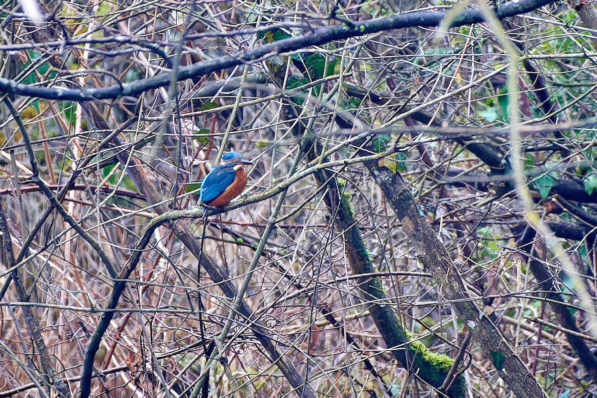 Common Kingfisher (Common) - ML614568277