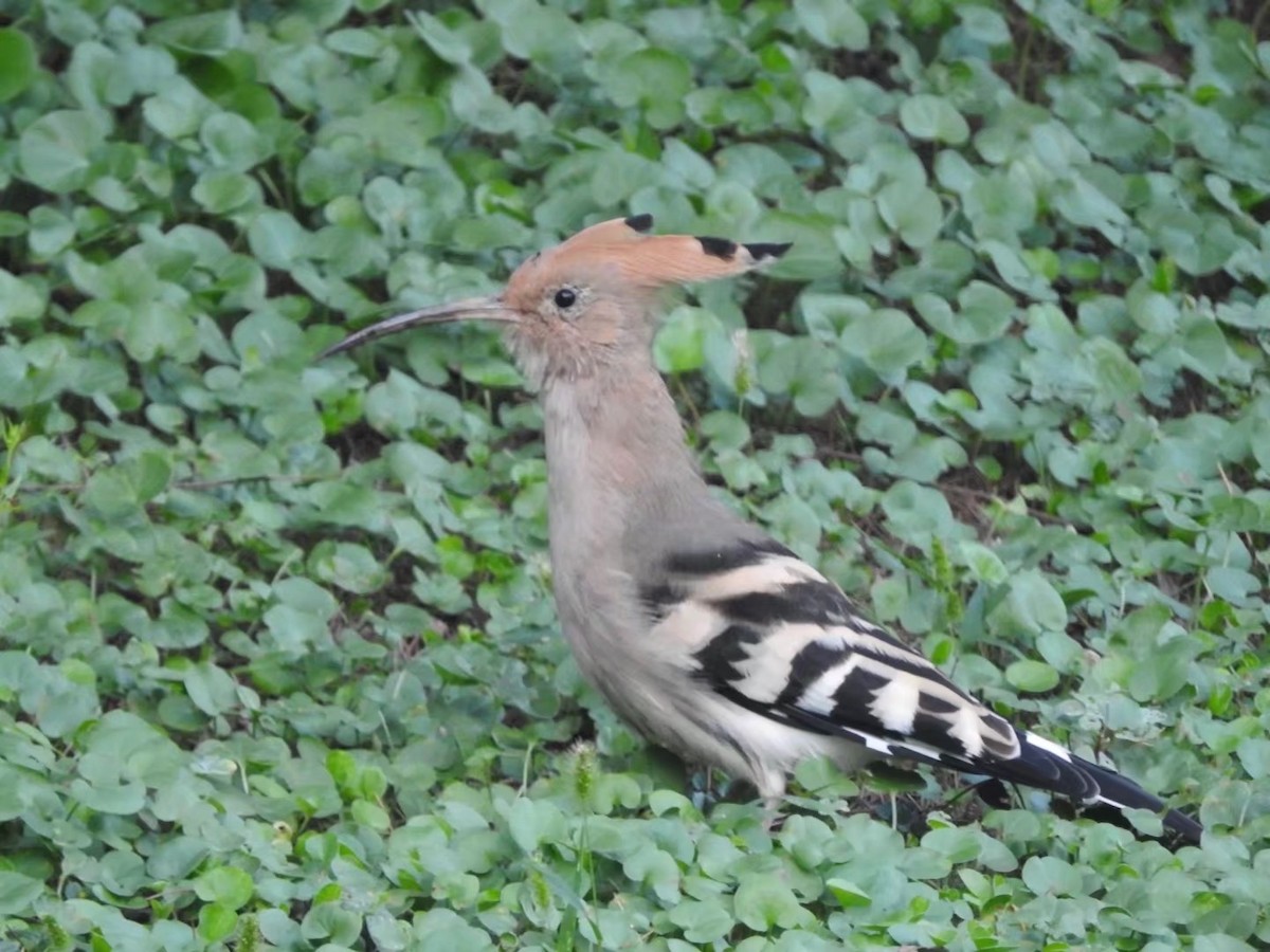 Eurasian Hoopoe - ML614568336