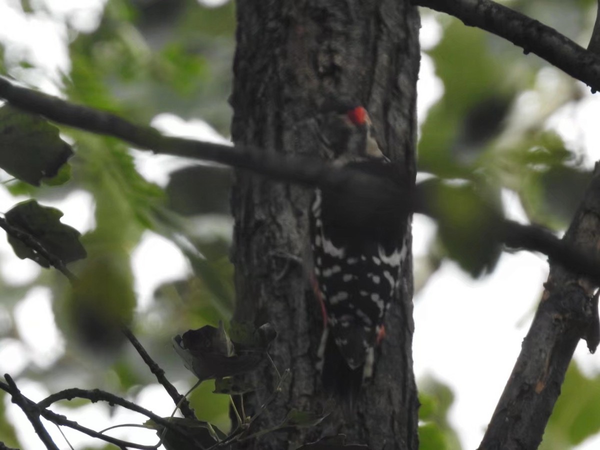Great Spotted Woodpecker - ML614568339