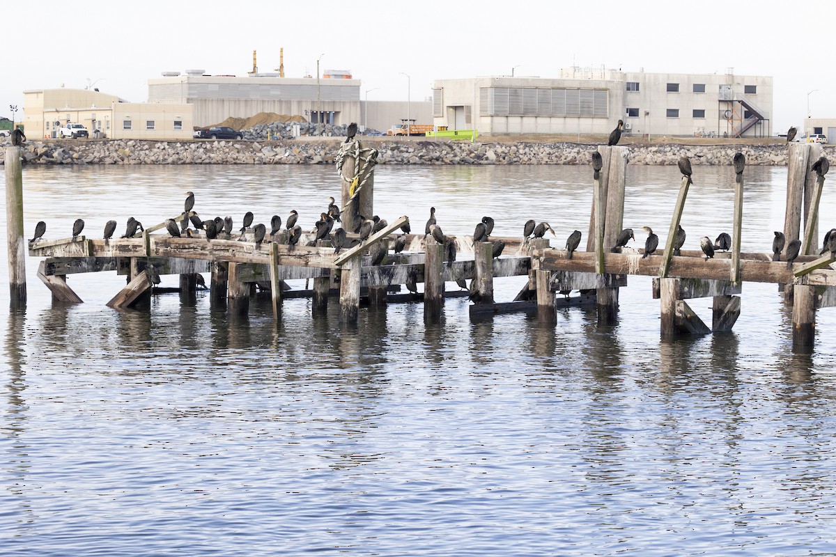 Double-crested Cormorant - ML614568340