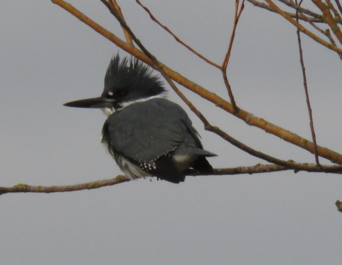 Belted Kingfisher - ML614568398