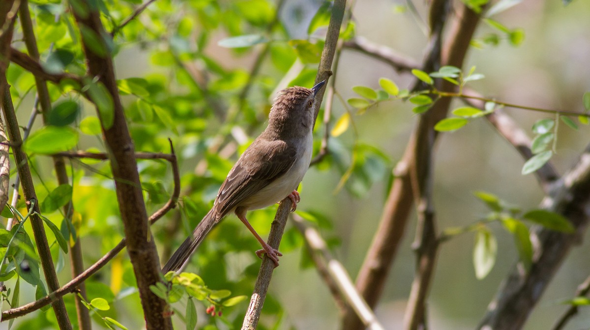 Plain Prinia - Mészáros József