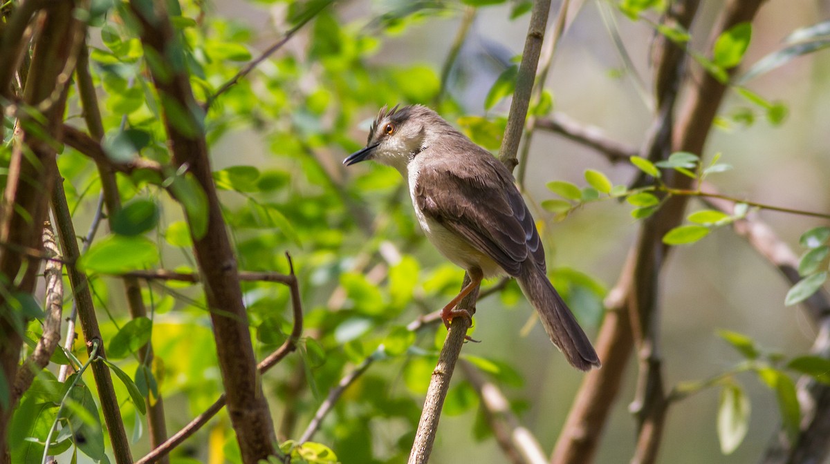 Plain Prinia - Mészáros József