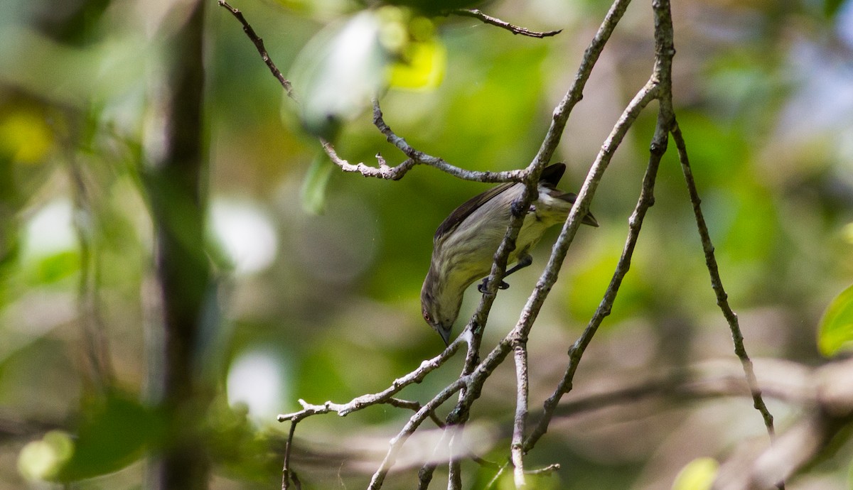 Thick-billed Flowerpecker - ML614568450