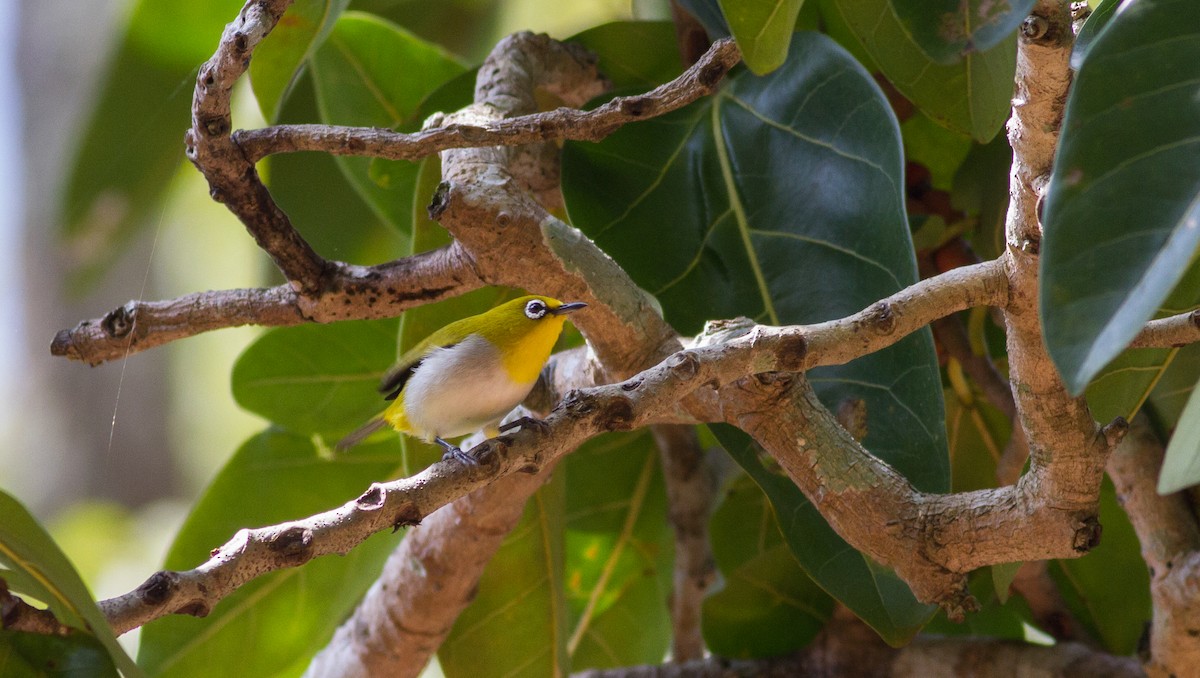 Indian White-eye - Mészáros József