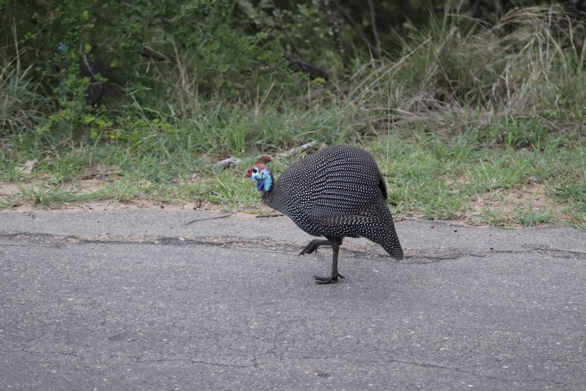 Helmeted Guineafowl - ML614568526