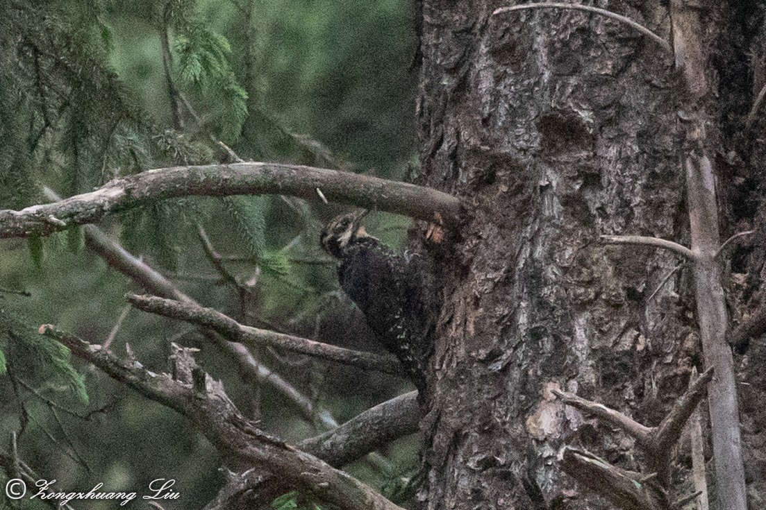 Eurasian Three-toed Woodpecker - ML614568560