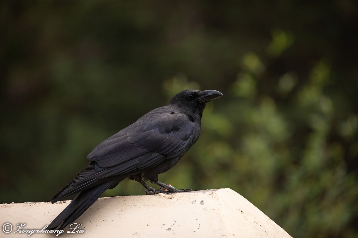 Large-billed Crow (Large-billed) - ML614568578