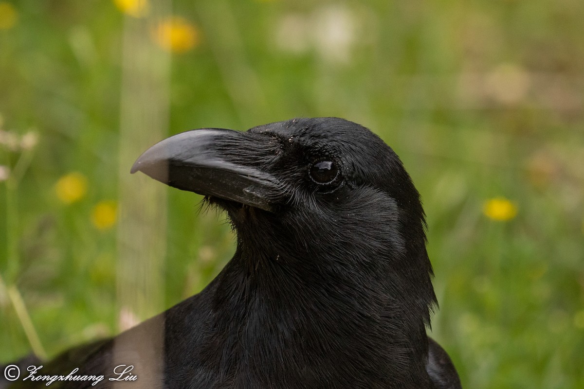 Large-billed Crow (Large-billed) - ML614568579