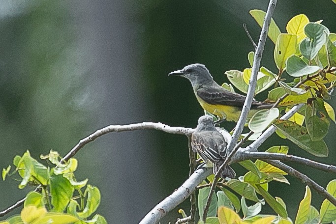 Tropical Kingbird - ML614568587