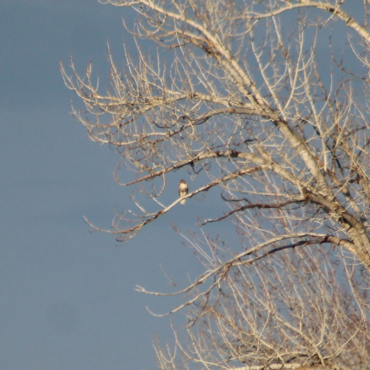 Red-tailed Hawk - ML614568655