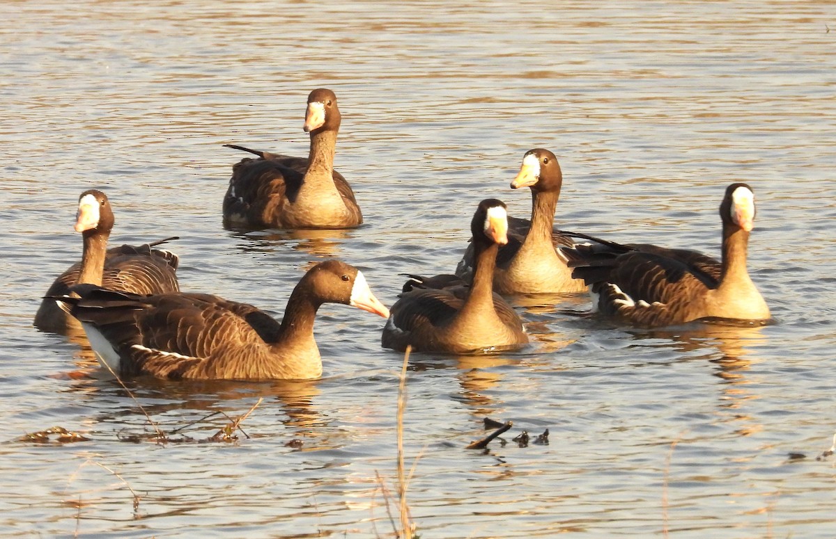 Greater White-fronted Goose - ML614568673