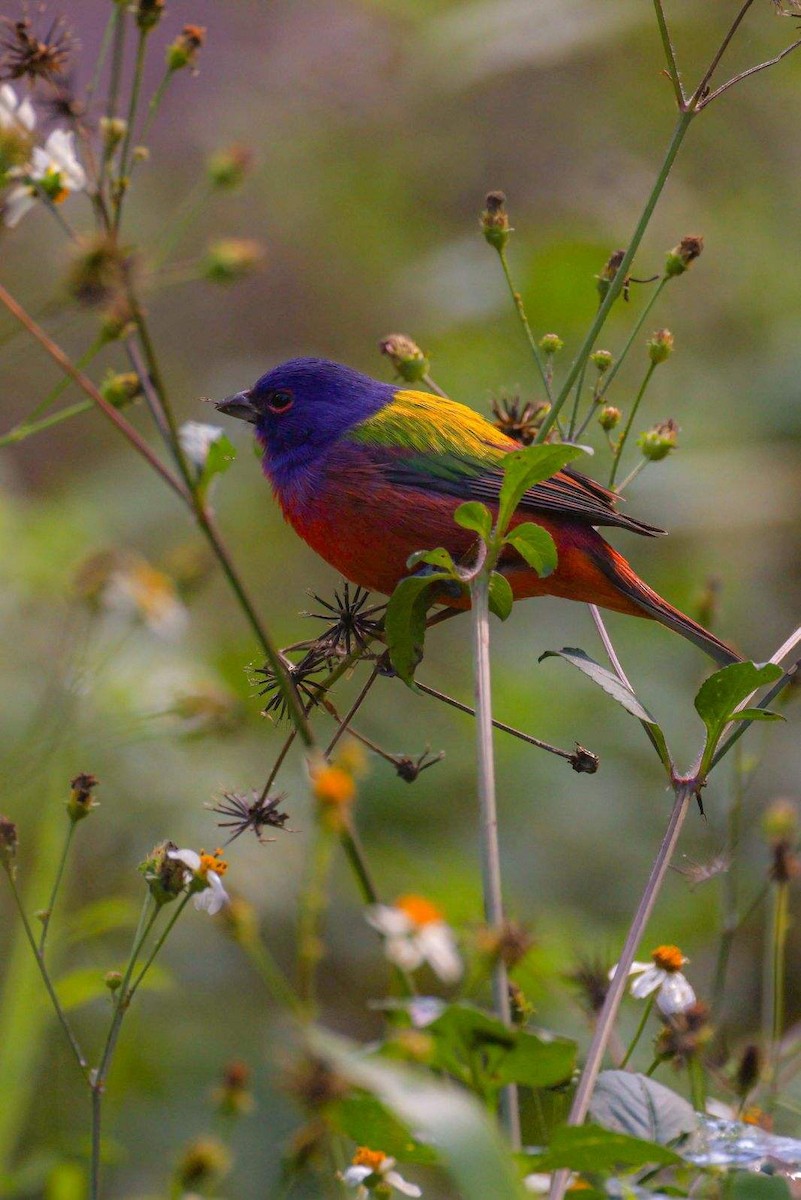 Painted Bunting - Lois Frisbee