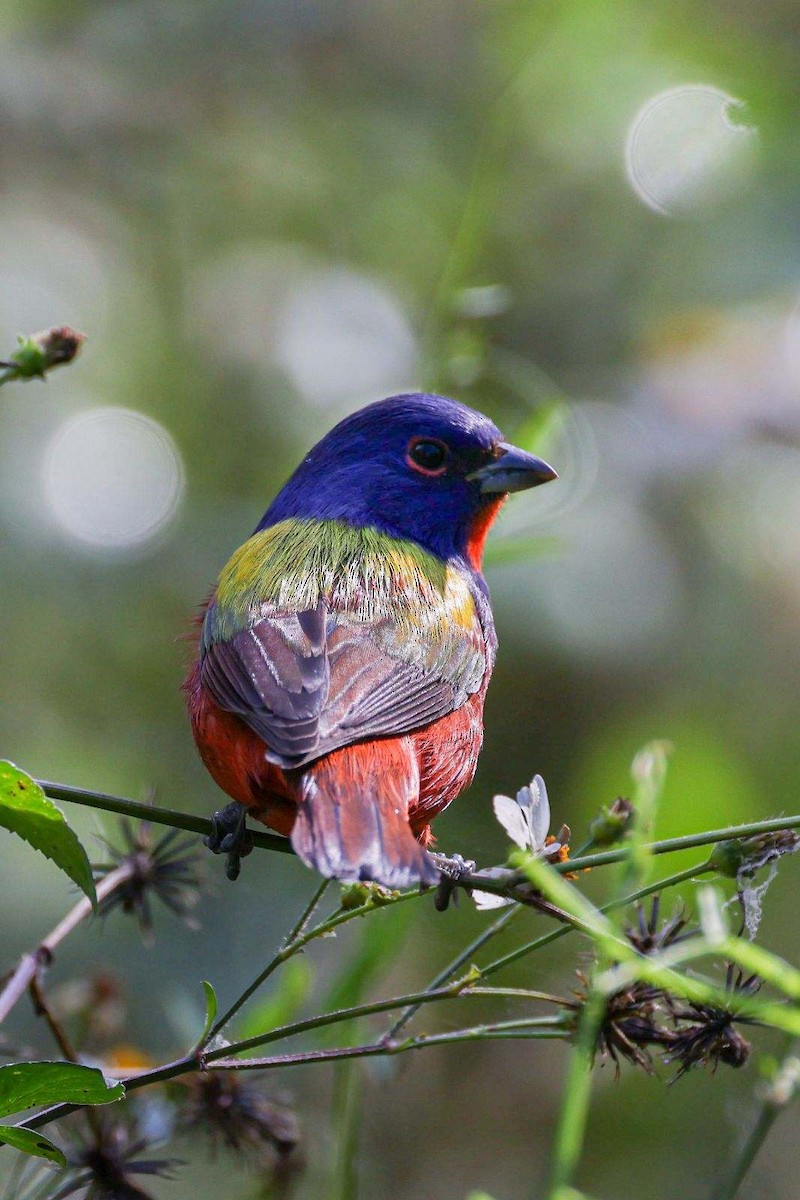Painted Bunting - Lois Frisbee