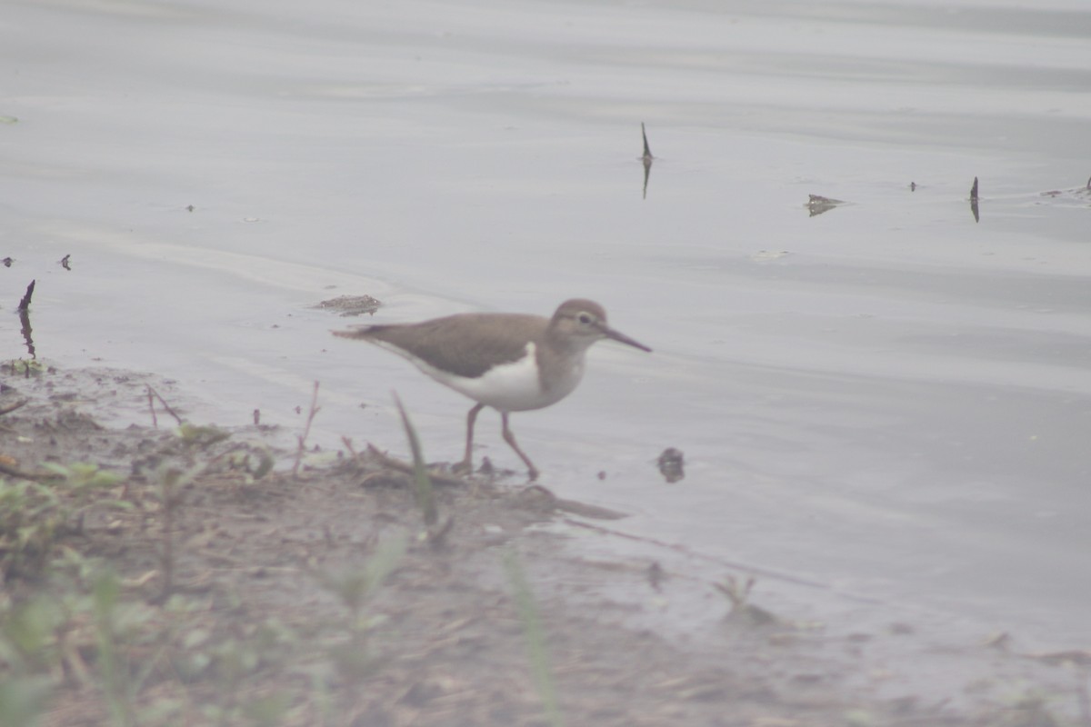 Common Sandpiper - ML614568685