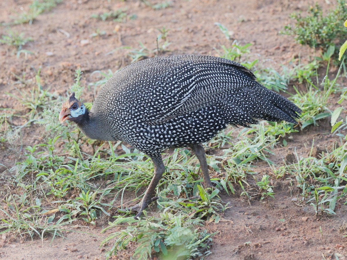 Helmeted Guineafowl - ML614568686