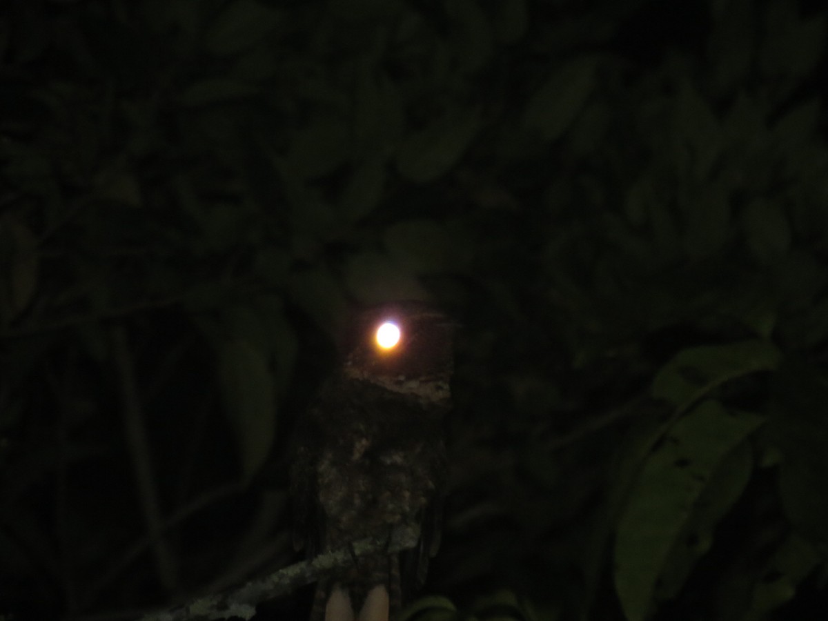 Rufous Nightjar - Alberto Jose Navas Espinoza