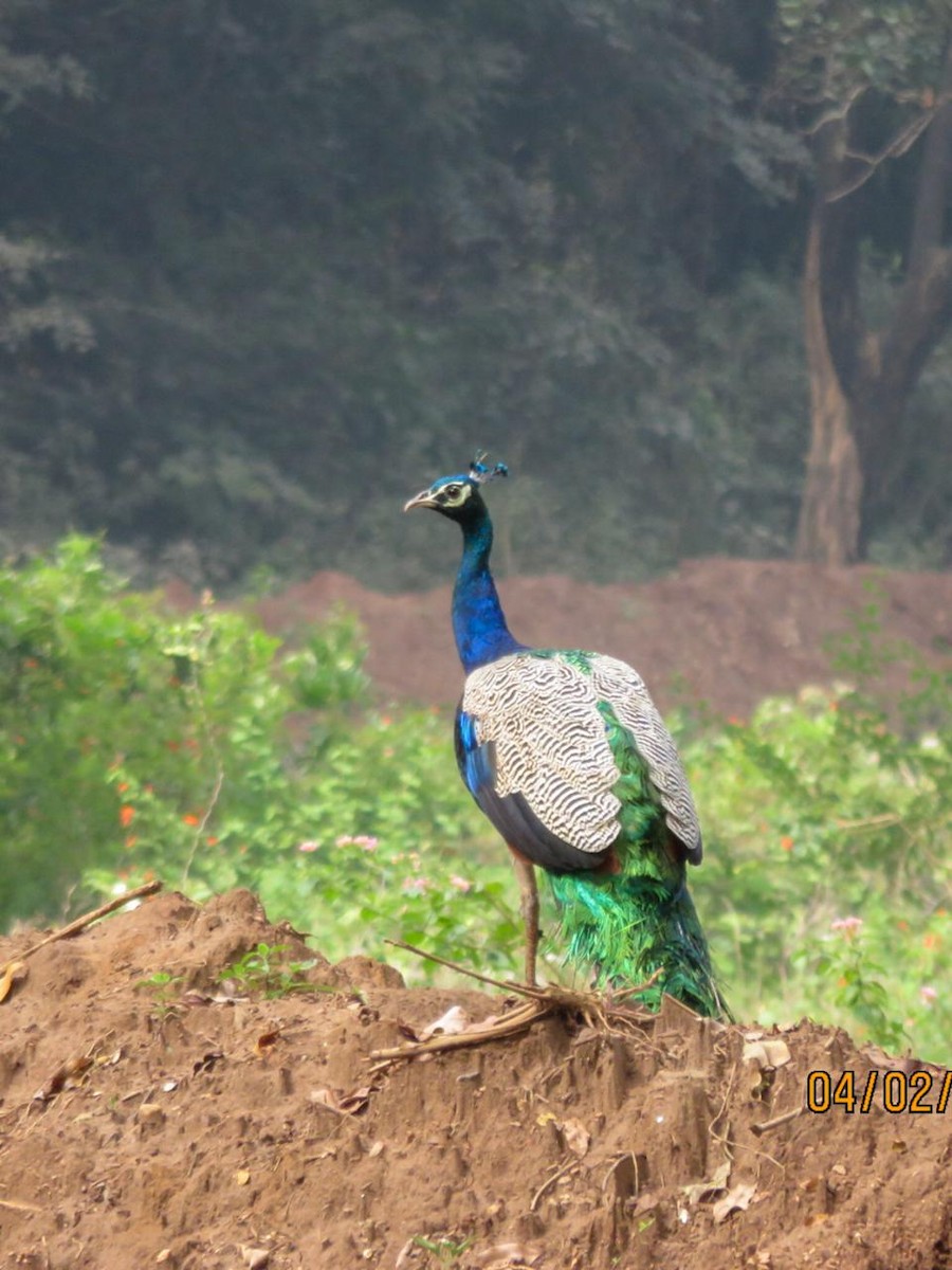 Indian Peafowl - ML614568760