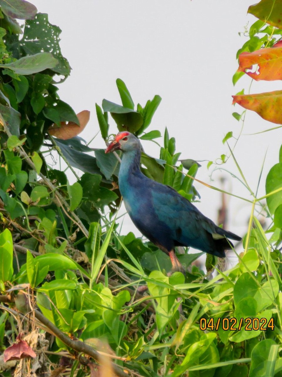 Gray-headed Swamphen - ML614568773