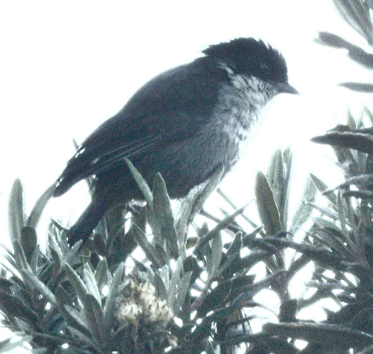 Black-backed Bush Tanager - ML614568813