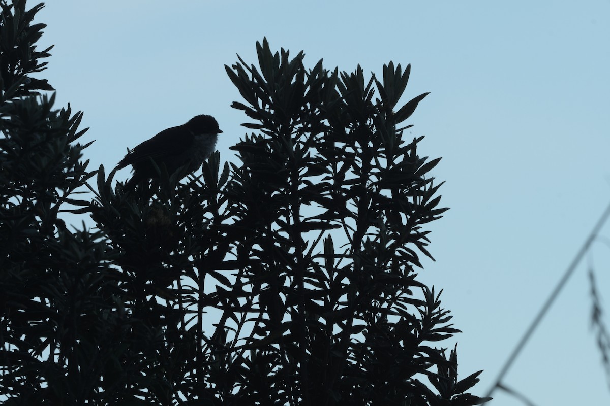 Black-backed Bush Tanager - ML614568816