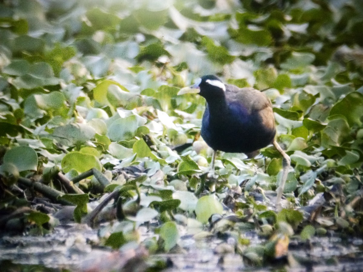 Bronze-winged Jacana - Gaja mohanraj