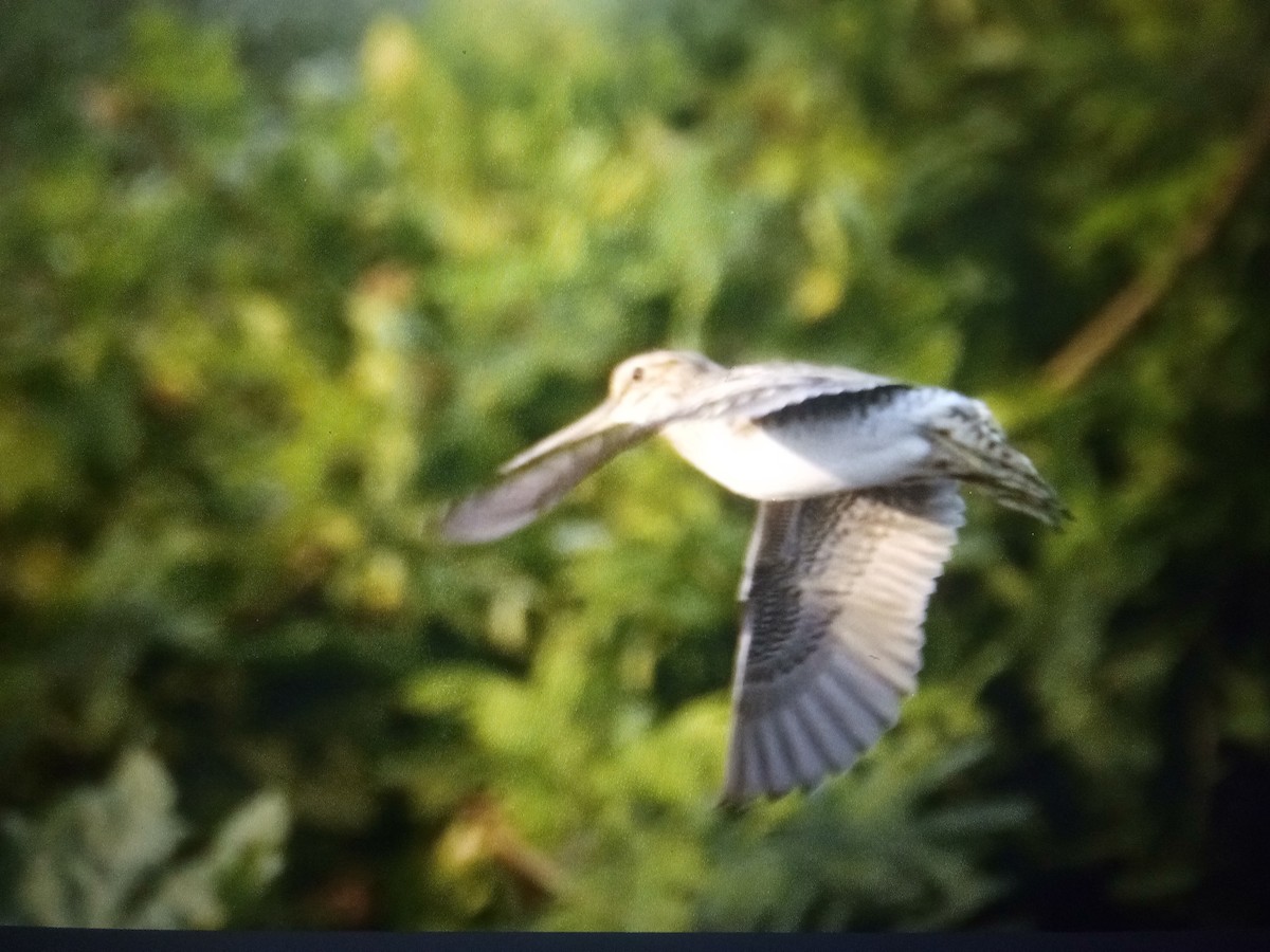 Pin-tailed Snipe - ML614568857