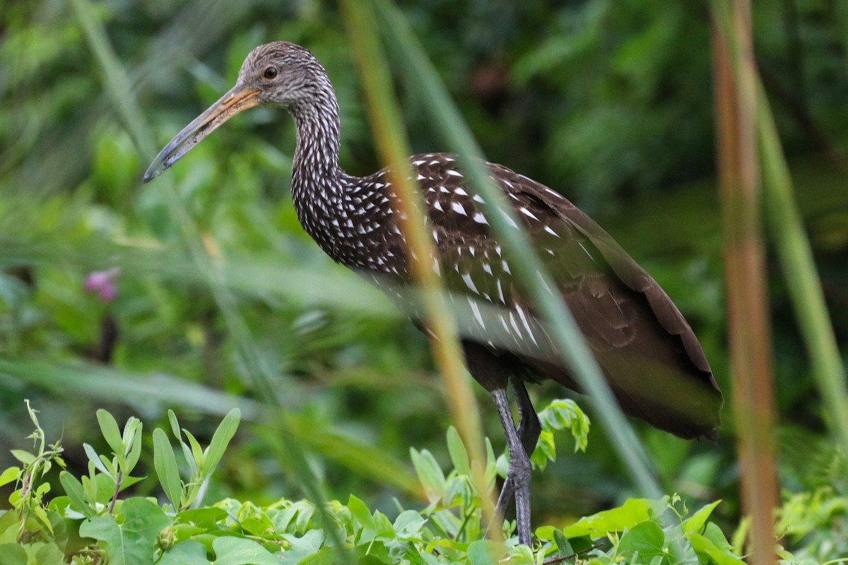 Limpkin - ML614568872