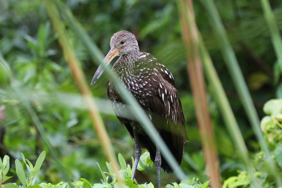 Limpkin - Sean Carroll