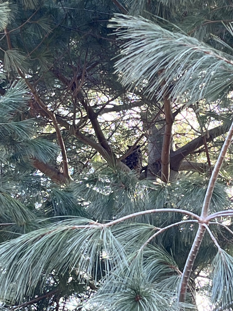 kalous ušatý - ML614568879