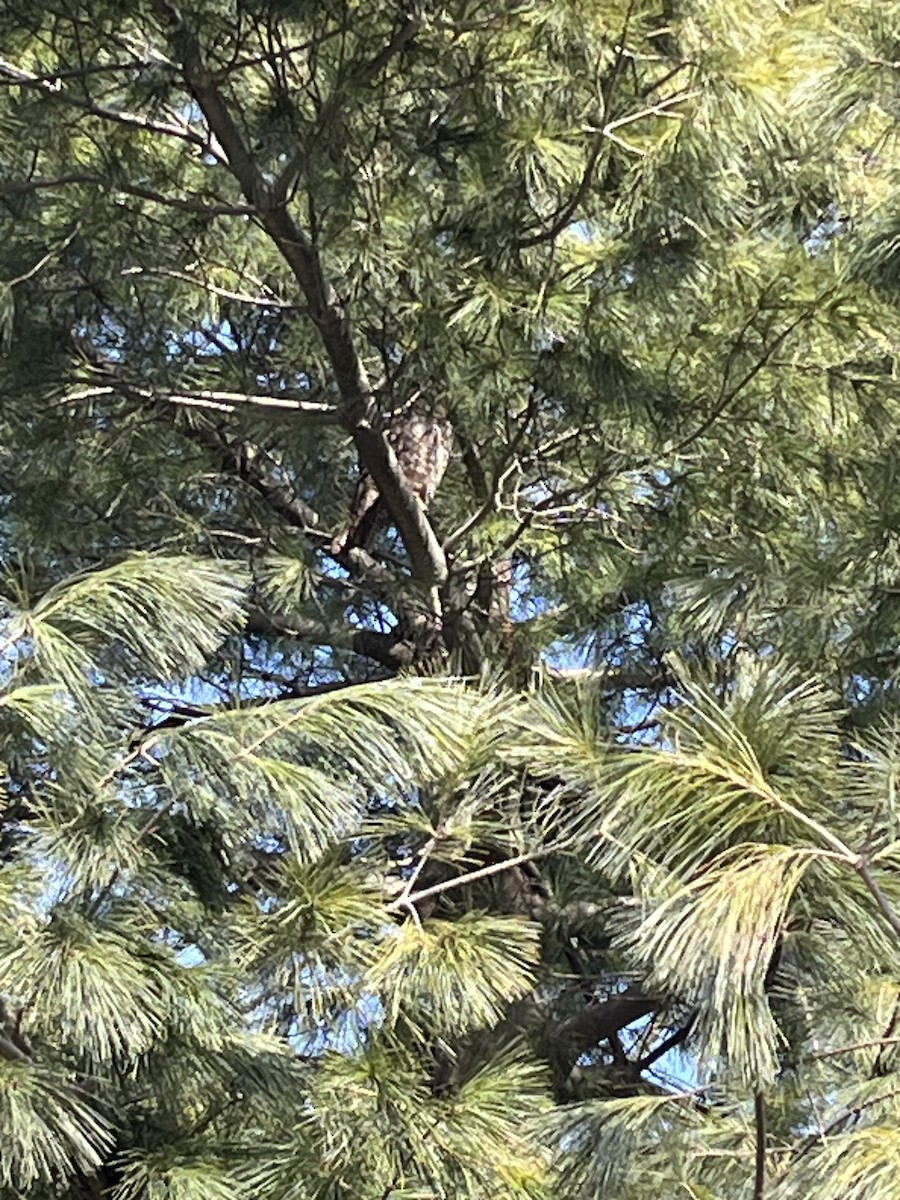 kalous ušatý - ML614568880