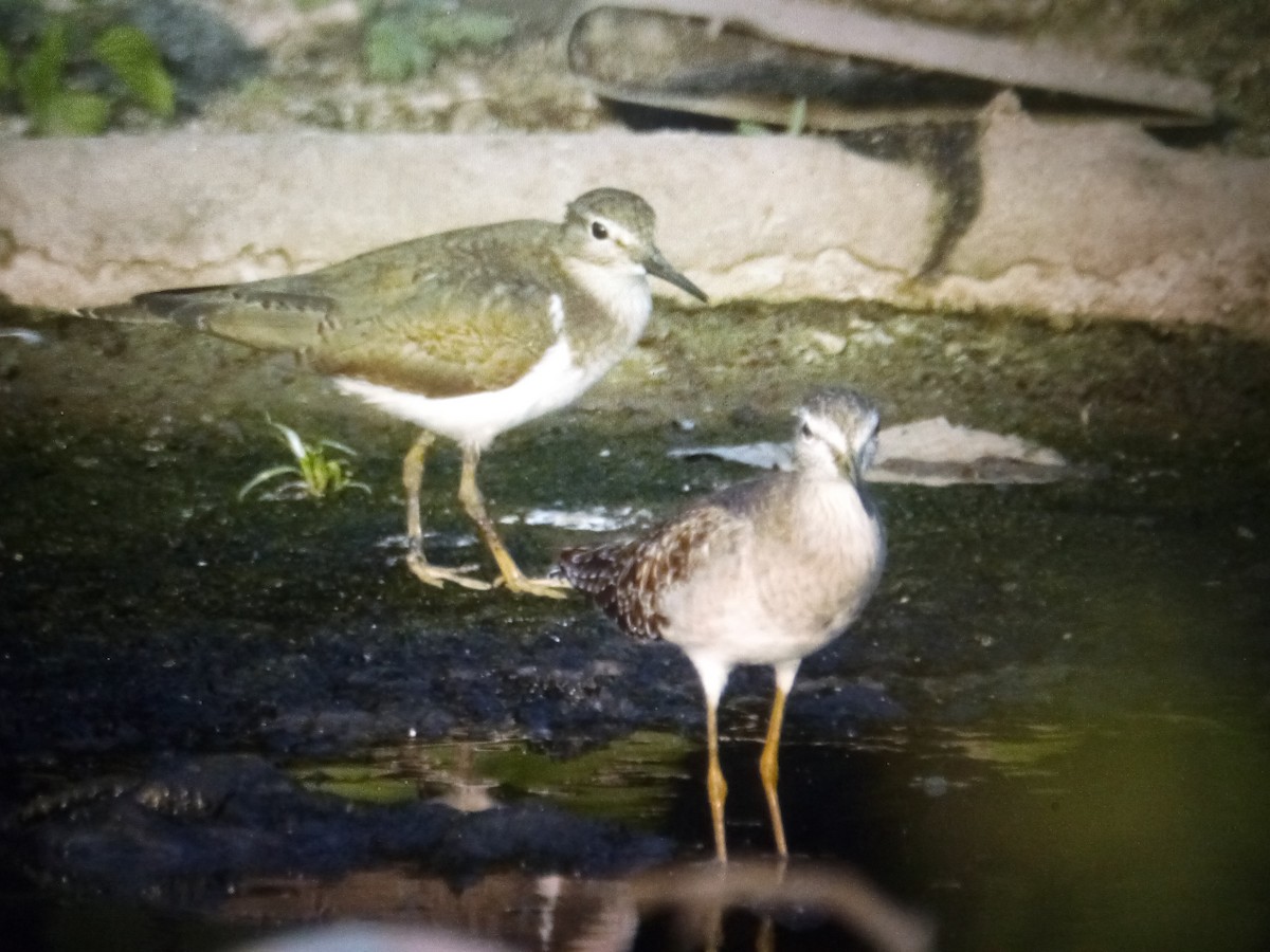 Common Sandpiper - ML614568883