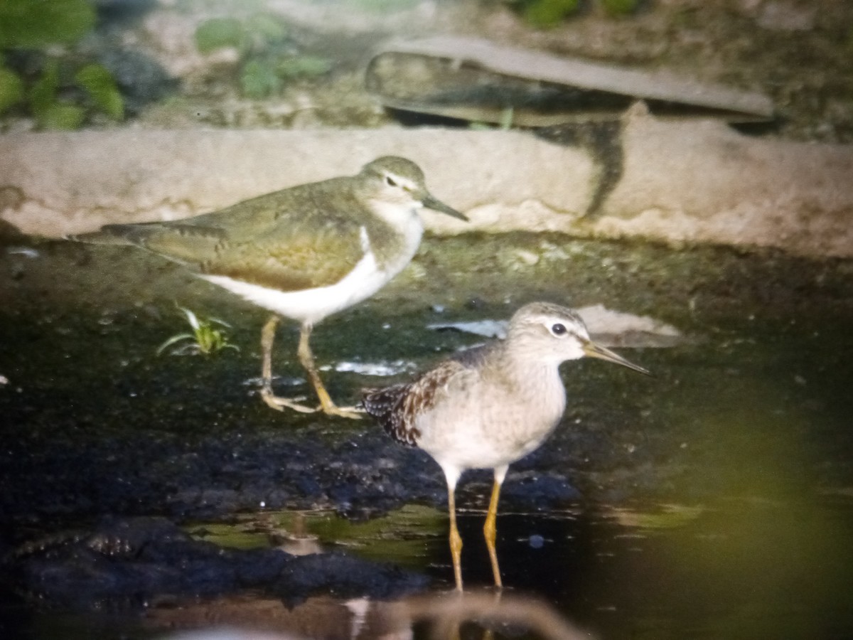 Wood Sandpiper - ML614568901